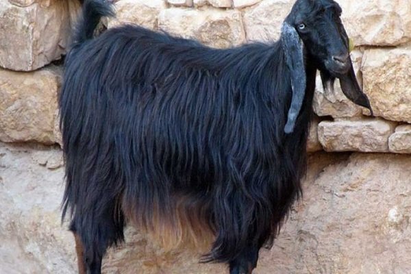 Anatolian black goat