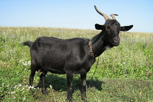 Arabian goat