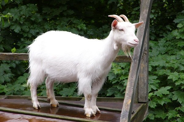 assam hill goat