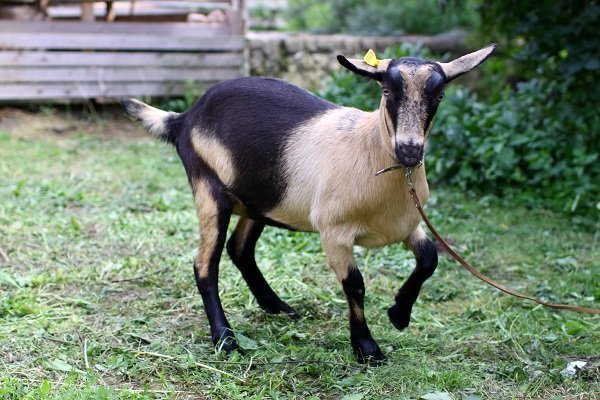 Jalonka goat