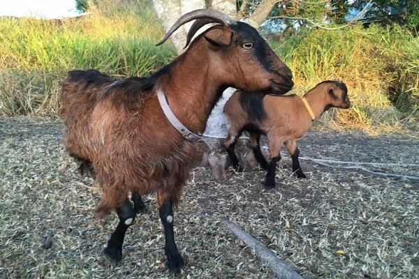 Stiefelgeiss goats