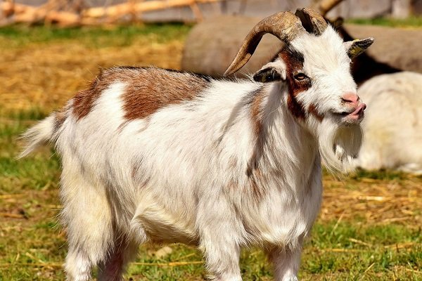 Longlin goats