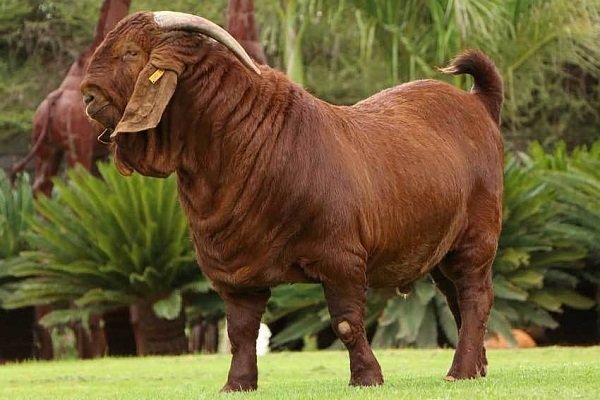 Kalahari red goat breed