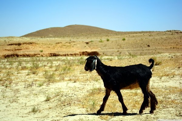 Sudanese desert goat