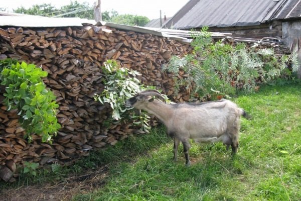 Branch feed for goats