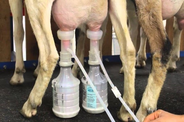 Maschinelles Melken von Ziegen