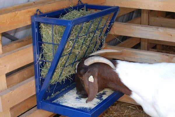 Goat feeder
