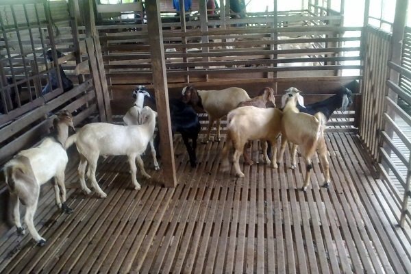 Summer barn for goats