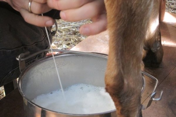 goat milking