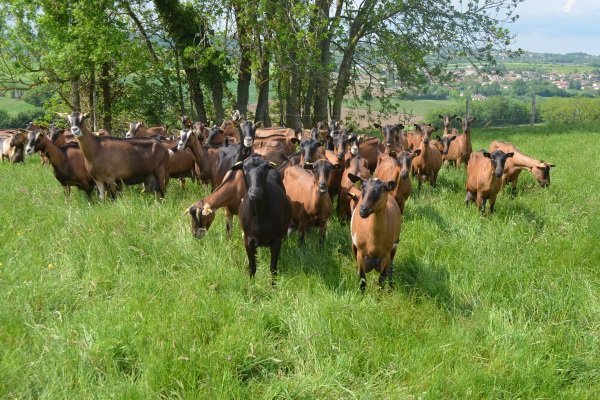 Czech goats in the pasture