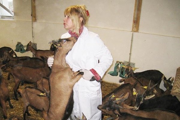 Veterinarian examining goats