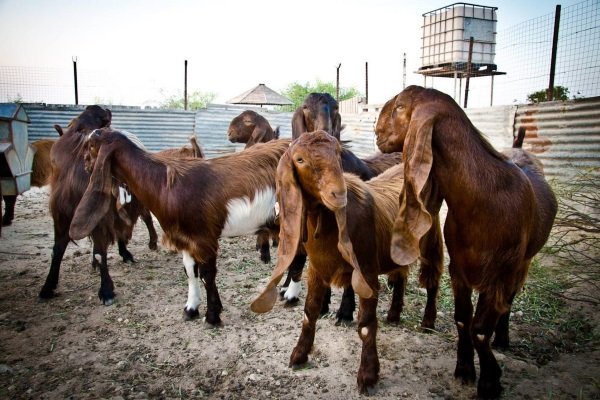 Goat breeding Shami