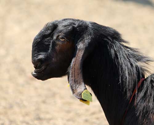 Ciri-ciri memelihara dan membiak kambing Shami