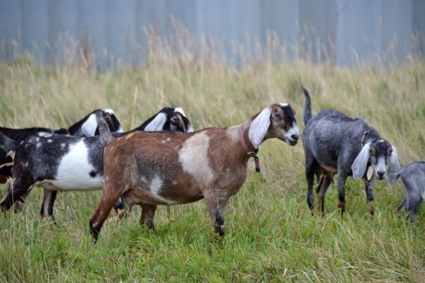 Anglo-Nubian goats in the pasture