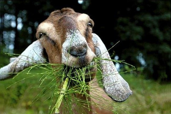 Goat eats grass