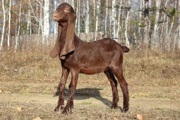 Kamori - description and characteristics of the Pakistani goat breed