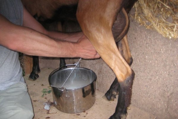 Goat milking