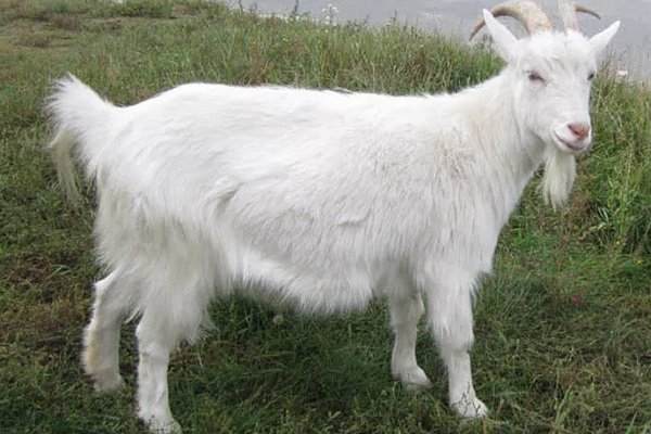 Goat breed Russian White
