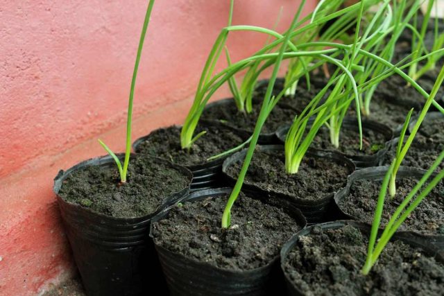For sowing seedlings, sweet and semi-sharp onion varieties are especially good.