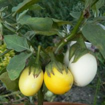 Berenjena "huevo amarillo"