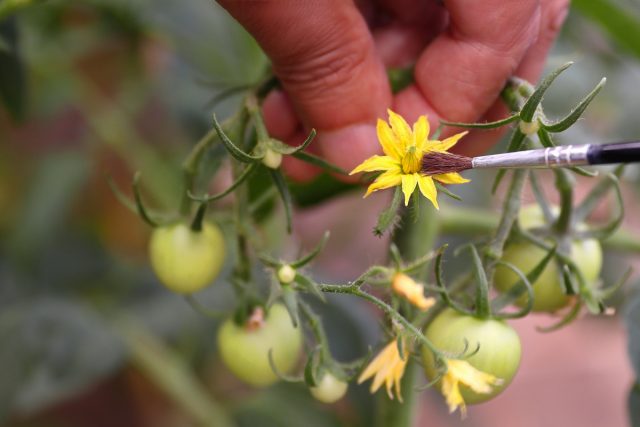 Manual pollination of tomatoes