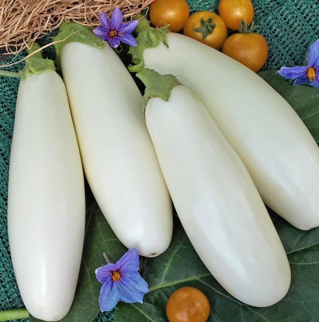 Eggplant "Mafi taushi"