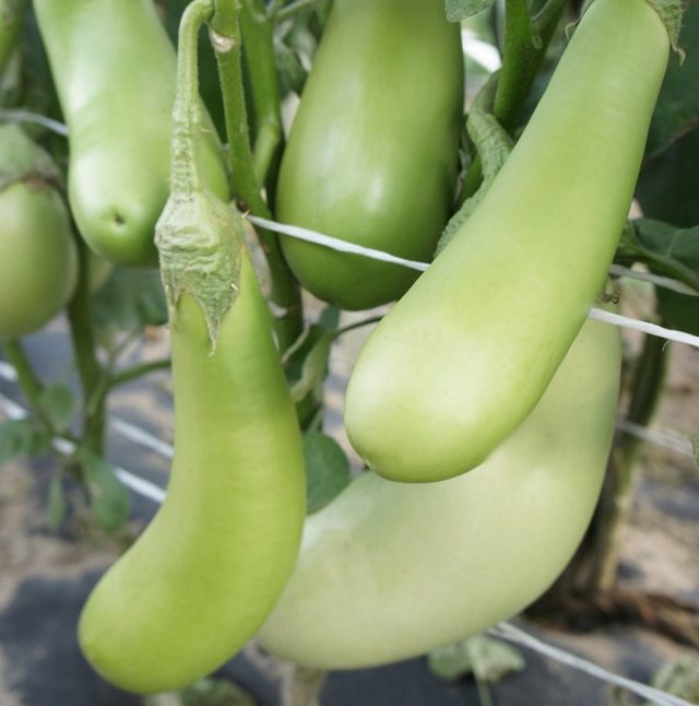 Eggplant "Kore"
