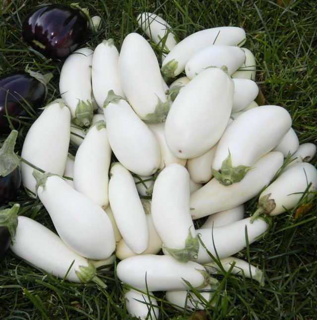 Eggplant "Swan"