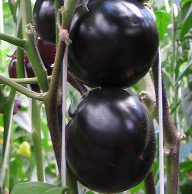 Eggplant "Bakar Sihiri"