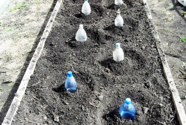 Usando botellas de plástico, puedes crear un pequeño invernadero temporal para berenjenas.
