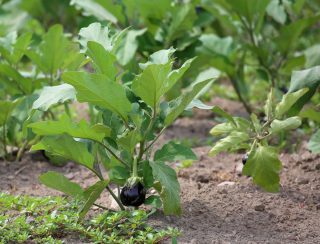 Om aubergines van voldoende licht te voorzien, hoeven de aanplantingen niet verdikt te worden.