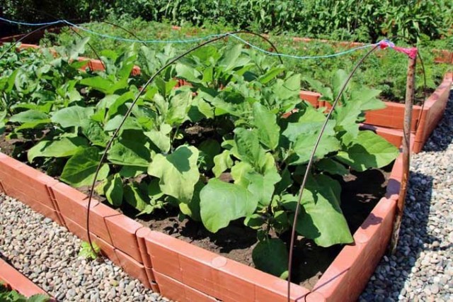 During the growing season, root feeding of eggplants is carried out 1 time in 2-3 weeks.