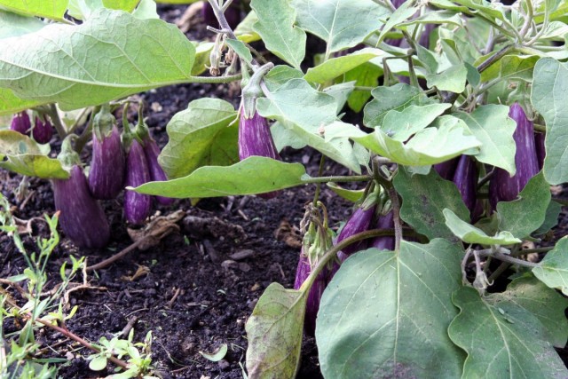 Low-growing and dwarf eggplant varieties do not require bush structuring