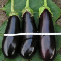 Eggplant "Fabina" F1