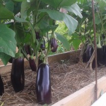 Eggplant "Diamond"