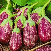 Eggplant "Matrosik"