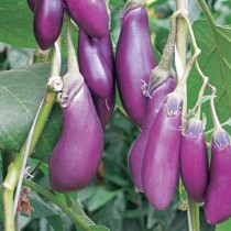 Eggplant "Balagur"