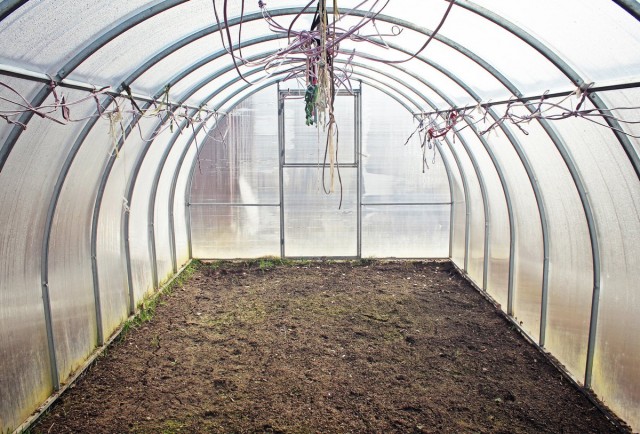 It will be just fine if you prepare greenhouse beds for growing eggplant since autumn