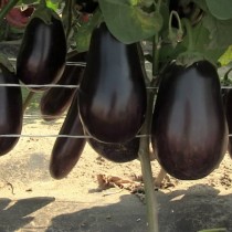 Eggplant "Marzipan" F1