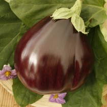 Eggplant "Bull's Heart" F1