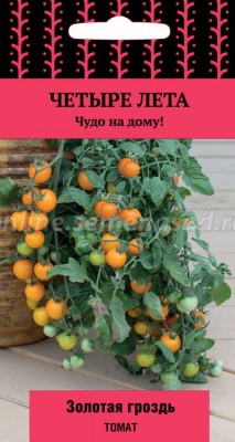 Tomate Golden Bunch (série Four Summers)