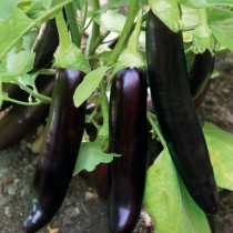 Eggplant "Samurai Takobin"