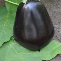 Eggplant "Black Beauty"