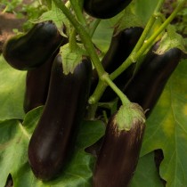 Eggplant "Arap"