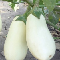 Eggplant "Albion"