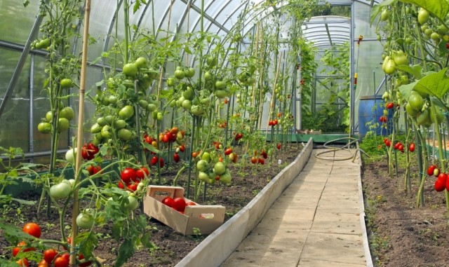A set of preventive measures against phytophthora in the greenhouse is the best protection for plants of the next season