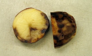 Potato tubers affected by late blight