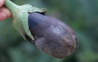 Eggplant affected by late blight