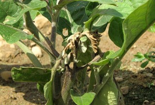 Eggplant leaves and stems affected by late blight