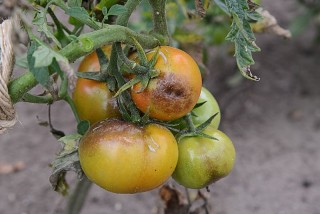 Tomato fruits affected by late blight